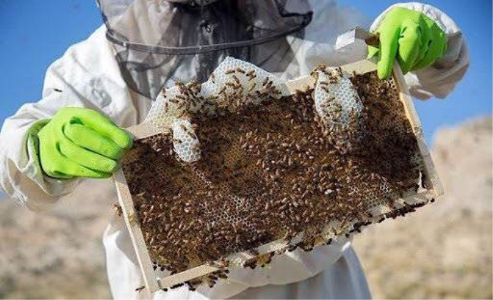 توسعه صنعت زنبورداری در راستای ارتقای بهره‌وری تولیدات کشاورزی