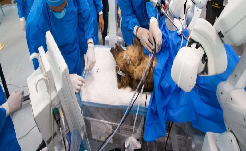 دامپزشکی نوین با جراحی روبات‌ها/ حیوانات با فناوری‌های جدید نفس راحتی می‌کشند