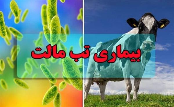 ابتلای 18000 نفر به تب مالت/بیماری افزایش چشمگیری نداشته است