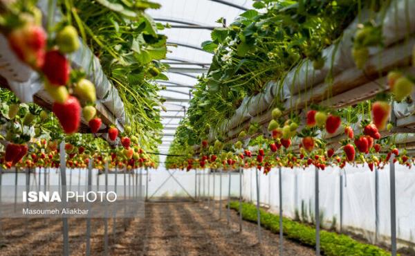 ۸۰ درصد جمعیت رزن به کشاورزی و دامداری اشتغال دارند