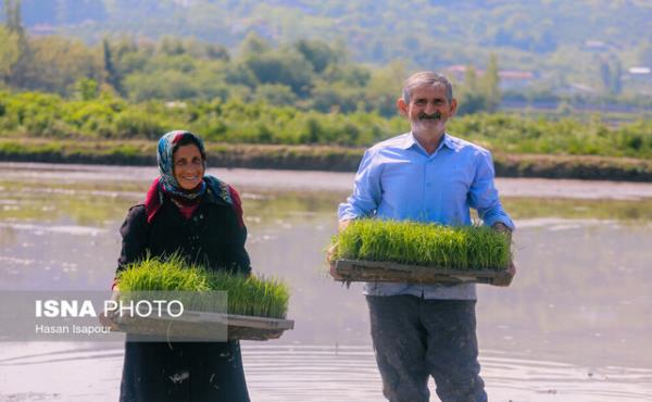 نشای برنج در شالیزارهای گیلان به ۷۴ درصد رسید