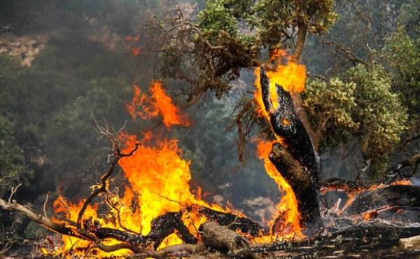 جنگل‌های ۴ منطقه شهرستان بویراحمد همزمان در حال سوختن هستند