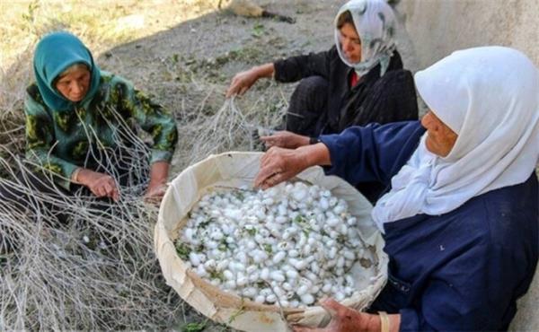 نوغانداری؛ ثروت نرمی که سخت می‌درخشد