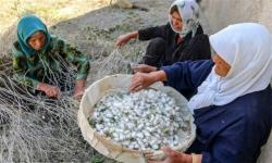 نوغانداری؛ ثروت نرمی که سخت می‌درخشد