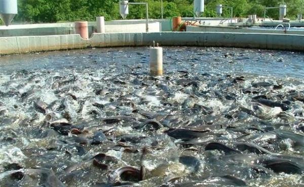 بیماری‌ها و ریسک‌های اقتصادی در صنعت پرورش ماهی؛ چالش‌های بزرگ آبزی‌پروری 
