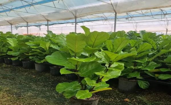 اقتصاد سبز «وازیک» زیر فشار تورم/ گرانی نفس گلخانه‌ها را گرفت