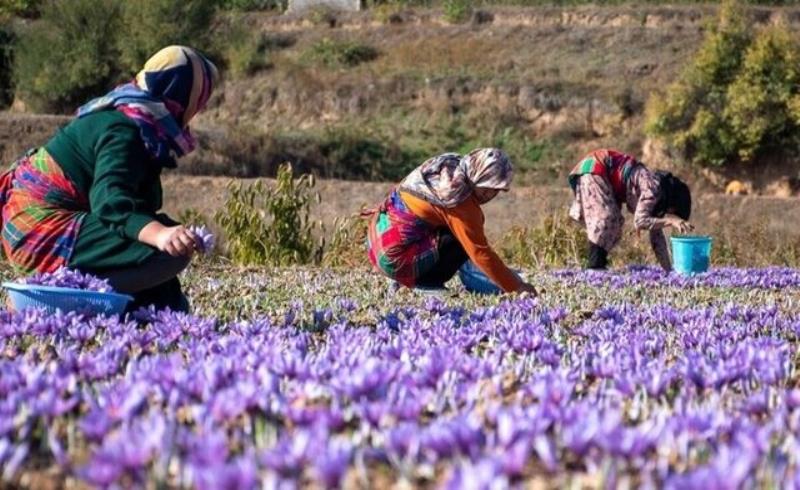 جهش ماندگار محصولات کشاورزی ملایر؛ رکن توسعه اقتصادی منطقه