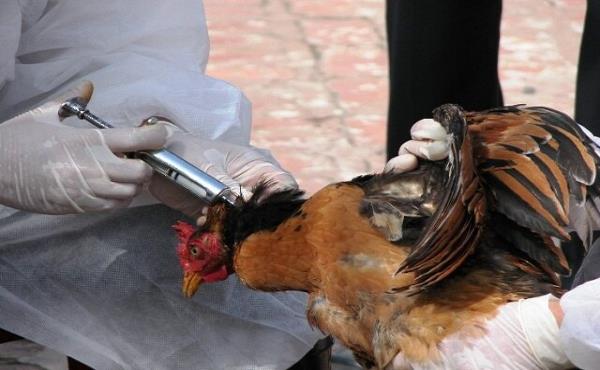 حمایت از شرکت نانویی برای توسعه واکسن ضد آنفلوآنزای پرندگان