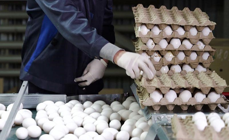 حداقل قیمت هر تخم مرغ ۱۲۰۰ تومان است
